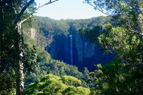 Byron Bay Hinterland Tour Including Rainforest Walk To Minyon Falls - Accommodation Gold Coast 4
