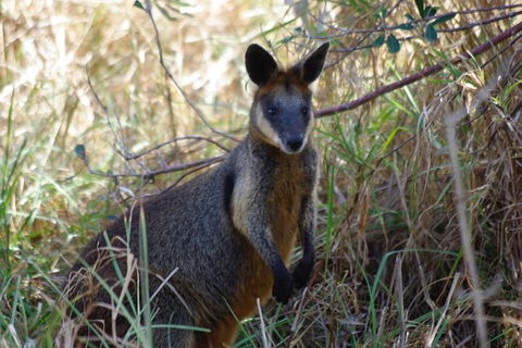 Byron Bay Combo: Hinterland Tour Including Minyon Falls And Kayaking With Dolphins - Accommodation Gold Coast 2