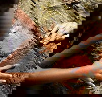 Ngana Julaymba Dungay - Full Day - Accommodation Gold Coast