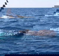 Noosa Whale Watching - Accommodation Gold Coast