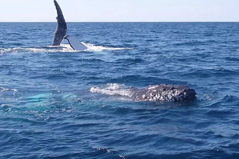 Noosa Whale Watching - Accommodation Gold Coast 0