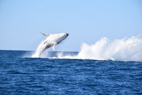 Noosa Whale Watching - Accommodation Gold Coast 1