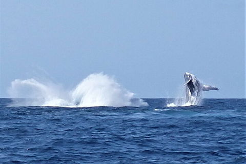 Noosa Whale Watching - Accommodation Gold Coast 2