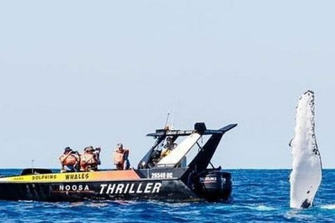 Noosa Whale Watching - Accommodation Gold Coast 4