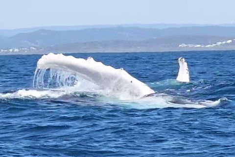 Noosa Whale Watching - Accommodation Gold Coast 5