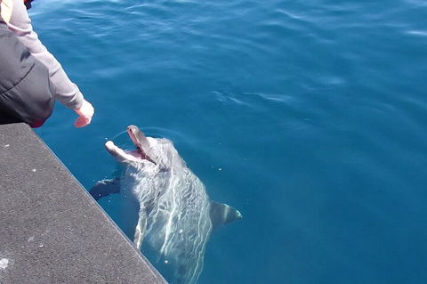 Noosa Wild Dolphin Safari - Accommodation Gold Coast 0