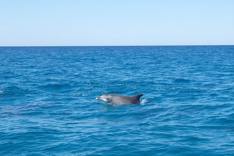 Noosa Wild Dolphin Safari - Accommodation Gold Coast 1