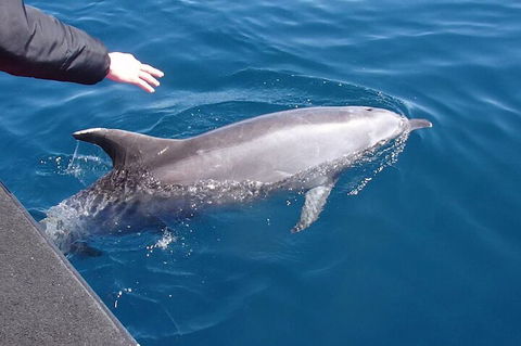 Noosa Wild Dolphin Safari - Accommodation Gold Coast 2