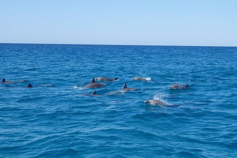 Noosa Wild Dolphin Safari - Accommodation Gold Coast 3