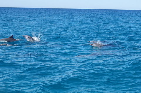 Noosa Wild Dolphin Safari - Accommodation Gold Coast 4