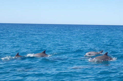 Noosa Wild Dolphin Safari - Accommodation Gold Coast 5
