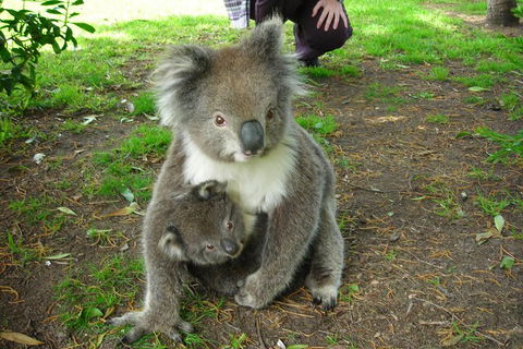 3-Day Private Adelaide To Melbourne Tour - Accommodation Gold Coast 5
