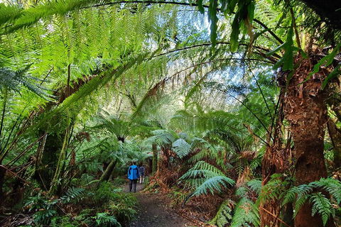 3-Day Adelaide To Melbourne Tour Including The Great Ocean Road - Accommodation Gold Coast 2