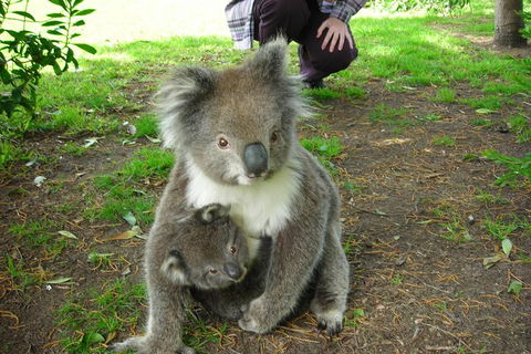 3-Day Adelaide To Melbourne Tour Including The Great Ocean Road - Accommodation Gold Coast 3