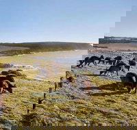 Kangaroo Island Personal Group Tours - Accommodation Gold Coast
