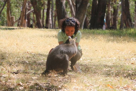 Cleland Wildlife Park Tour From Adelaide Including Mount Lofty Summit - Accommodation Gold Coast 1