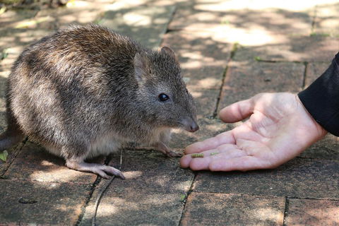 Cleland Wildlife Park Tour From Adelaide Including Mount Lofty Summit - Accommodation Gold Coast 2