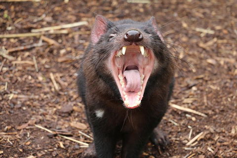 Cleland Wildlife Park Tour From Adelaide Including Mount Lofty Summit - Accommodation Gold Coast 4