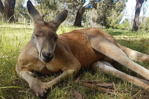 Cleland Wildlife Park Tour From Adelaide Including Mount Lofty Summit - Accommodation Gold Coast 5