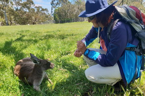 Mount Lofty Hike And Cleland Wildlife Park Day Trip From Adelaide - Accommodation Gold Coast 1