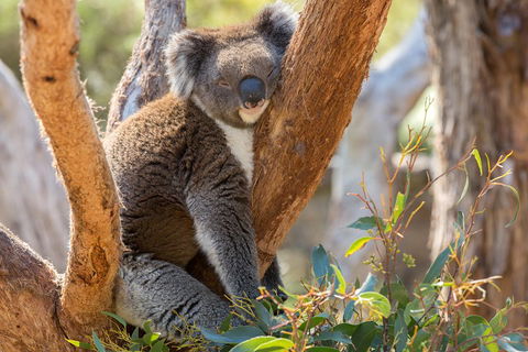 Mount Lofty Hike And Cleland Wildlife Park Day Trip From Adelaide - Accommodation Gold Coast 2