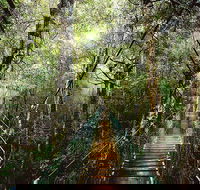 O'Reilly's  Lamington National Park from Gold Coast - Accommodation Gold Coast