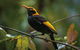 O'Reilly's & Lamington National Park From Gold Coast - thumb 1