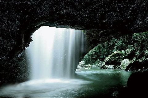 Natural Bridge Glow Worm Night Tour From Gold Coast - Accommodation Gold Coast 0