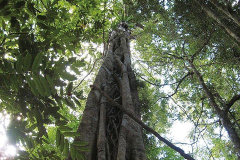 Natural Bridge Glow Worm Night Tour From Gold Coast - Accommodation Gold Coast 1