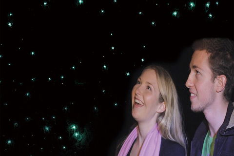 Natural Bridge Glow Worm Night Tour From Gold Coast - Accommodation Gold Coast 3