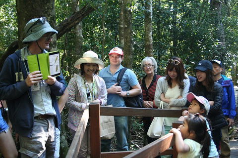 Natural Bridge Glow Worm Night Tour From Gold Coast - Accommodation Gold Coast 4