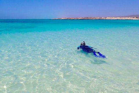 Ningaloo In A Day - Full Day Hike And Snorkel Tour With Lunch - Accommodation Gold Coast 4