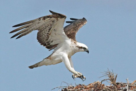 Shipwreck Special Nature Tour/Half Day Tour - Accommodation Gold Coast 4