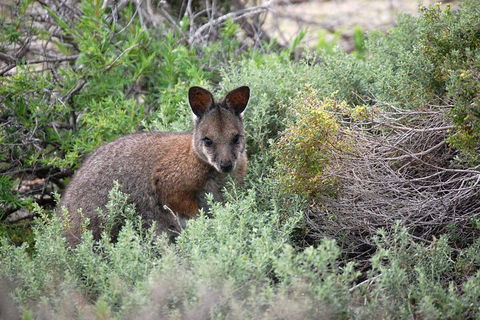 Pink Lake + Abrolhos Islands Nature Tour - Accommodation Gold Coast 1