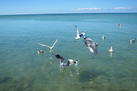 Pink Lake + Abrolhos Islands Nature Tour - Accommodation Gold Coast 5