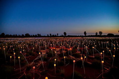 Uluru (Ayers Rock) Field Of Light Sunrise Tour - Accommodation Gold Coast 4