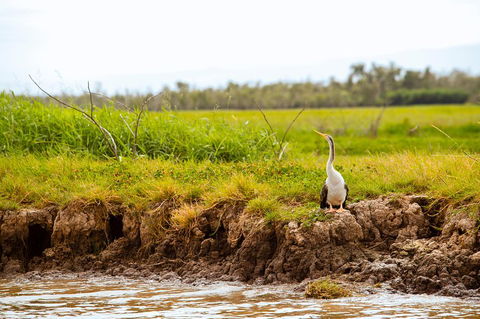 Darwin City Sights And Jumping Crocodile Cruise - Accommodation Gold Coast 2