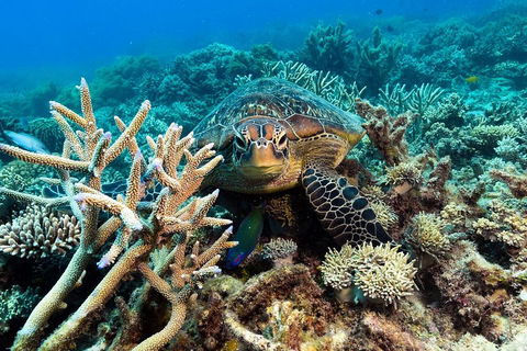 Great Barrier Reef Day Cruise From Cairns Including Snorkeling And Marine Biologist Presentation - Accommodation Gold Coast 4