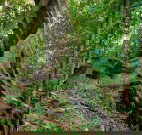 Private Daintree Mossman Gorge Exclusive Nature and Wildlife Focus - Accommodation Gold Coast