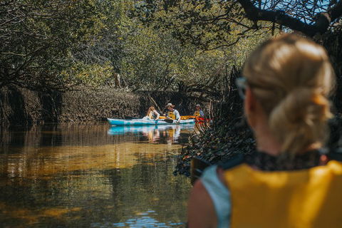 Kayak Tour In Adelaide Dolphin Sanctuary - Accommodation Gold Coast 0