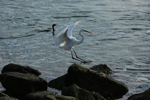 Kayak Tour In Adelaide Dolphin Sanctuary - Accommodation Gold Coast 1