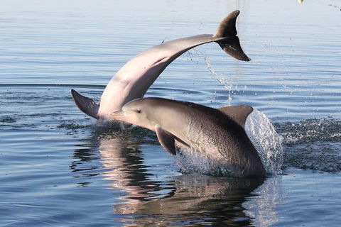 Kayak Tour In Adelaide Dolphin Sanctuary - Accommodation Gold Coast 5