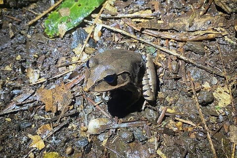 Evening Rainforest & Glow Worm Experience - Accommodation Gold Coast 1