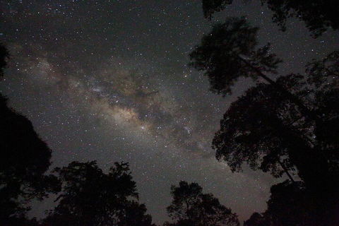 Evening Rainforest & Glow Worm Experience - Accommodation Gold Coast 4