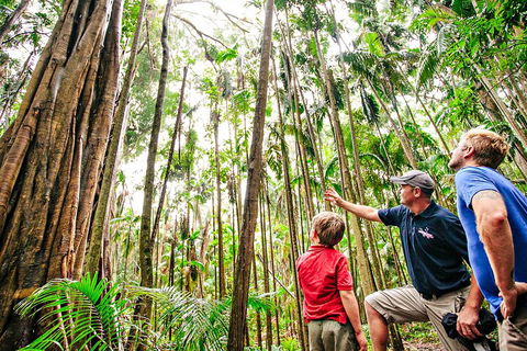 Natural Bridge & Springbrook Waterfalls Tour + Hot Air Balloon With Breakfast - Accommodation Gold Coast 5