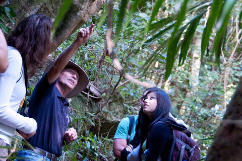 Natural Bridge & Springbrook Waterfalls Tour - Accommodation Gold Coast 4