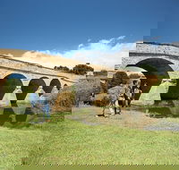 Bonorong Wildlife Park and Richmond Afternoon Tour from Hobart - Accommodation Gold Coast