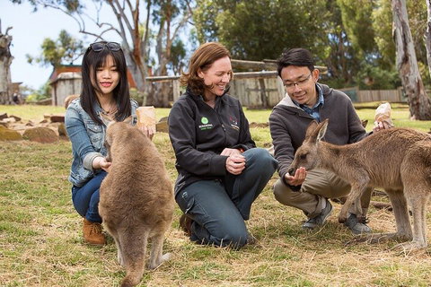 Bonorong Wildlife Park And Richmond Afternoon Tour From Hobart - Accommodation Gold Coast 1