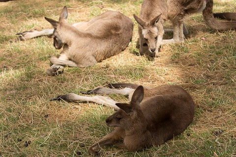 Bonorong Wildlife Park And Richmond Afternoon Tour From Hobart - Accommodation Gold Coast 3