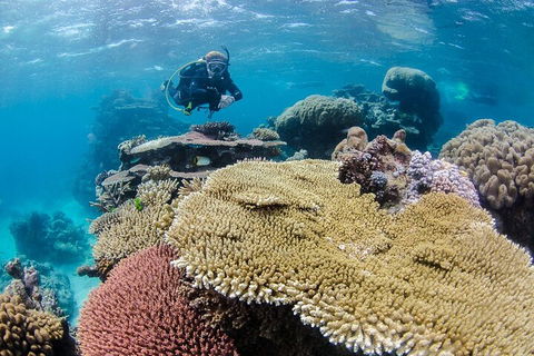 Silverswift Outer Great Barrier Reef Dive And Snorkel Cruise From Cairns - Accommodation Gold Coast 5